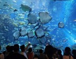合肥夏日避暑好去处：夜游海底世界等景区纳凉活动推荐