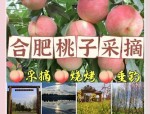 6月将至，合肥水果采摘指南：油桃采摘推荐
