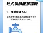 夏季狂犬病高发期：如何预防宠物咬伤及正确处理伤口