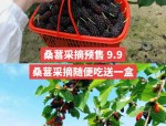母亲节特别福利：采摘基地桑葚免费吃，感恩母爱送上心意礼物