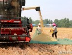 皖北地区频现三无小麦种子，扰乱市场秩序威胁粮食安全