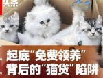 领养宠物变背‘猫贷’：免费背后的昂贵陷阱