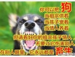合肥爱心人士收养 40 多条流浪狗，虽经济困难但坚持不放弃