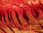 人力资源与商业领袖语言脱节，9种策略助HR技术促业务成功
