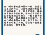 幽门螺杆菌：唯一能在胃部生存的微生物，名气赶超HPV和HBV